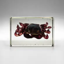 Crab by Alfredo Barbini, c. 1955, lattimo glass in crystal block, sold Feb 2021