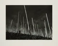 Robert Häusser, Weinberg, 1980, Ditone-Print auf Barytpapier
