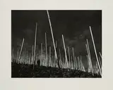 Robert Häusser, Weinberg, 1980, Ditone-Print auf Barytpapier