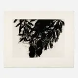 Donald Sultan, Black Roses (November), 1989, aquatint on Twinrocker