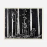 Ansel Adams, Redwoods, Bull Creek Flat, Northern California, gelatin silver print