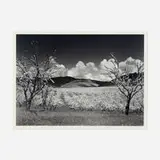 Ansel Adams, Orchard, South of San Jose, California, gelatin silver print