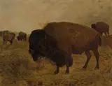 John Dare Howland, Grazing Bison, oil on canvas