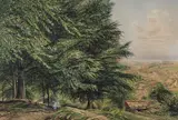 Bonomi E Warren, Viney Hill, watercolour