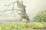 Walter Fryer Stocks, The Robin Hood in Sir Charles Wolsley's Park, Staffordshire, gouache