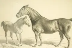 Samuel John Carter, Study of Mr William Miles's Hackney Horse, Excel, watercolour en grisaille
