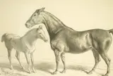 Samuel John Carter, Study of Mr William Miles's Hackney Horse, Excel, watercolour en grisaille