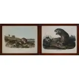 John James Audubon, The Viviparous Quadrupeds of North America, Colored lithograph