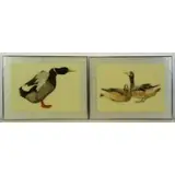 Allen Saalburg, Untitled, Two Reverse Glass Duck Prints
