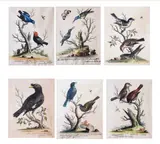 Menchu Katigbak Collection, Set of 6 Bird Prints