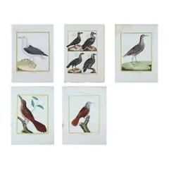 Bird Prints 18th Century Antique, by François Nicolas Martinet, original lithograph, offered Oct 2024