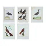 François Nicolas Martinet, Bird Prints 18th Century Antique,, original lithograph