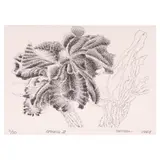 Ibarra dela Rosa, Orchids 2