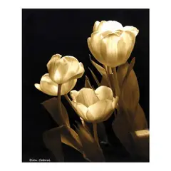 Bien Cabral, Still Life, photographic print on archival paper