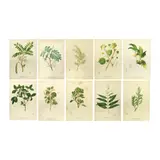 Fr. Francisco M. Blanco, Flora de Filipinas, print 10 pcs