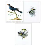 a) Cinnyris Rhizophorae b) Cucule Nero Indiano c) Aethopyga Bella by Three 19th Century Endemic Philippine Bird Prints, offered Oct 2022