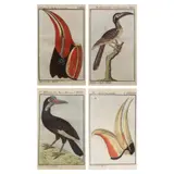 Bernhardt Otto, Untitled, Copper engraving with original handcoloring from Naturgeschichte der Vögel (The Natural History of Birds)