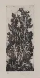 Juvenal Sansó Garrit, Chrysanthemum, Etching 25/50