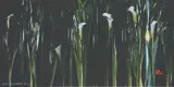 Wig Tysmans, Aquarium and Calla Lilies, photograph