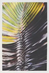 Palm by Alex Van Hagen, archival print, offered Jan 2020