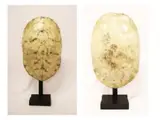Pair of turtle shells, Untitled