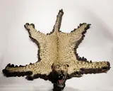 Leopard Skin, Untitled