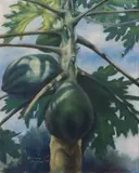 Chris C. Sipat, Punong Papaya, pastel on paper
