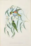 John Gould, Trichoglossus Porphyrocelphalus: Diet hand-coloured lithograph