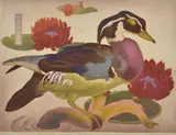 Murray Griffin, Wood-duck