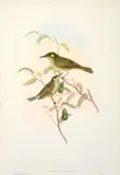 John Gould, Ptilotis Notata (Queensland Yellow Spotted Honeyeater)