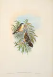 John Gould, Acanthiza Magna (Great Acanthiza)
