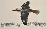David Rose, Flying Kookaburra 1978 etching 39/40 36 x 60cm