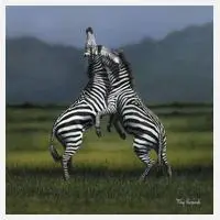 Kämpfende Zebras by Tony Karpinski, Mischtechnik auf Papier und auf Karton kaschiert, offered Mar 2024