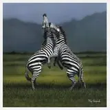 Tony Karpinski, Kämpfende Zebras, Mischtechnik auf Papier und auf Karton kaschiert