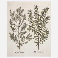 Basil Besler, Myrte aus "Hortus Eystettensis", Kupferstich auf Bütten