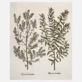 Basil Besler, Myrte aus "Hortus Eystettensis"