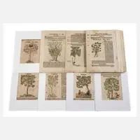 Hieronymus Bock, Sammlung Pflanzendarstellungen, Holzstiche und Buchdruck auf Bütten