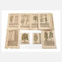Hieronymus Bock, Sammlung Pflanzendarstellungen, Holzstiche und Buchdruck auf Bütten