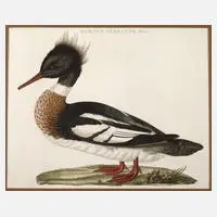 Cornelius Nozeman, Mittelsäger, Stahlstich auf Bütten
