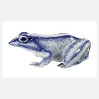 Alexey Sotnikov, großer Porzellanfrosch