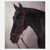 Hellmut Bachrach-Barée, Hengstportrait "Fury", Öl auf Malkarton