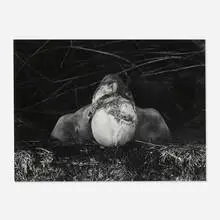Dieter Appelt, Untitled (from the Erinnerungsspur series), 1979, gelatin silver print