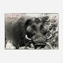 Peter Beard, Giant Forest Hog, Aberdares, 1983, gelatin silver print