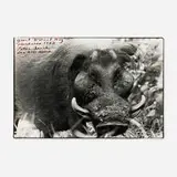 Peter Beard, Giant Forest Hog, Aberdares