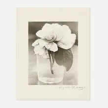 Consuelo Kanaga, The Camellia, gelatin silver print