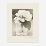 Consuelo Kanaga, The Camellia, gelatin silver print