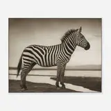 Nick Brandt, Zebra by Lake (from the Inherit the Dust series)