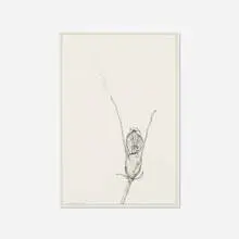 Ernesto Caivano, Floral Veins and Conduits: 088, 2006, ink and graphite on paper