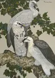 Carton Moore-Park, King Vultures and Bearded Vultures: two, pastel on textured paper