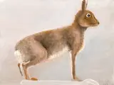 Hilary Orpen, Hare